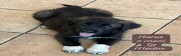 Meticcio cani in regalo: Meticci dolcissimi da adottare  a Provincia di Pavia - Annuncio 2