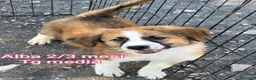 Meticcio cani in regalo: CUCCIOLI ABBANDONATI: EMERGENZA  a Città metropolitana di Milano - Annuncio 3