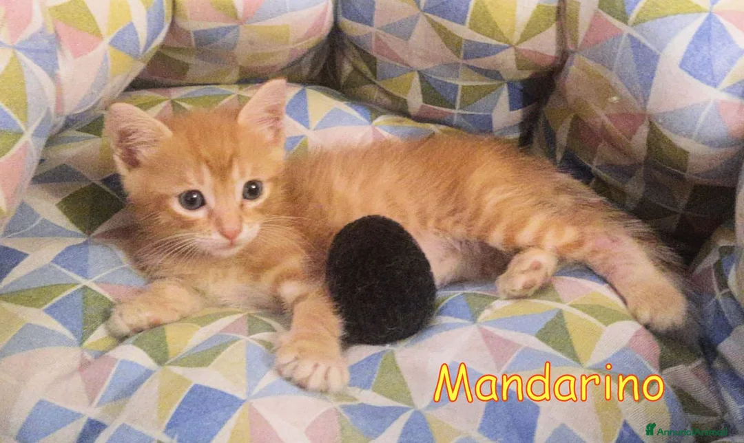 Europeo gatti in regalo: 🍊 MANDARINO CERCA CASA 🍊 - Annuncio 4
