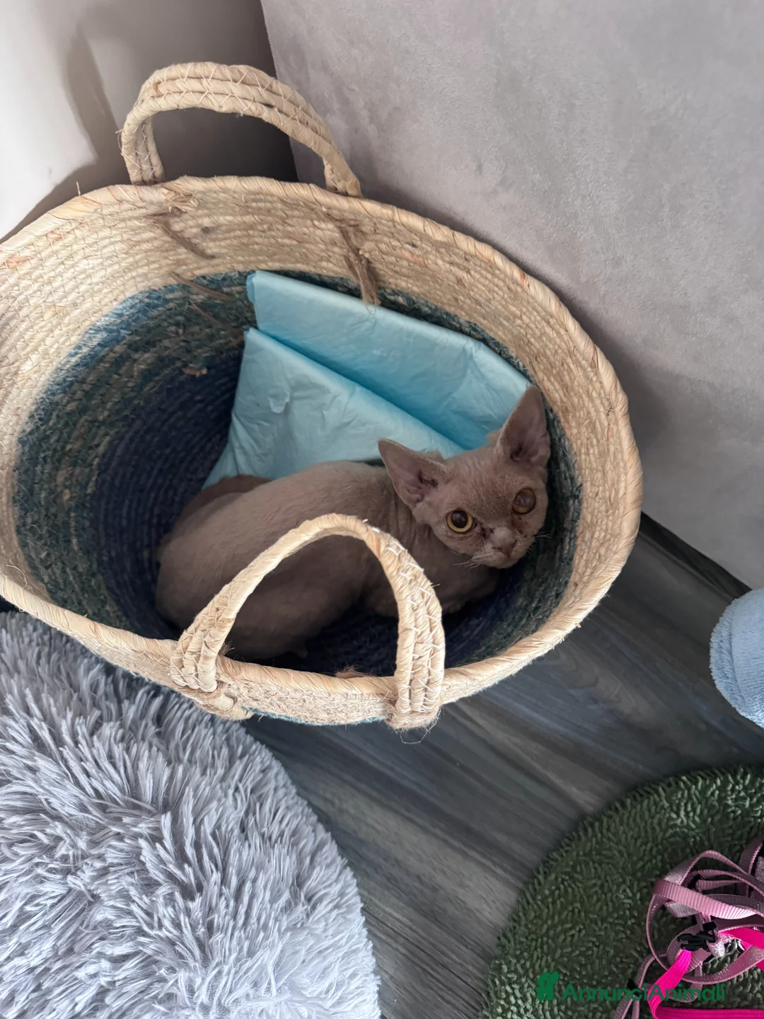 Devon Rex gatti in vendita: DEVON REX a Città metropolitana di Roma Capitale - Annuncio 5