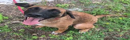 Meticcio cani in regalo: Maila 3 anni Taglia media contenuta  - Annuncio 2