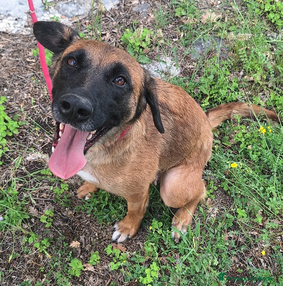 Meticcio cani in regalo: Maila 3 anni Taglia media contenuta  - Annuncio 2