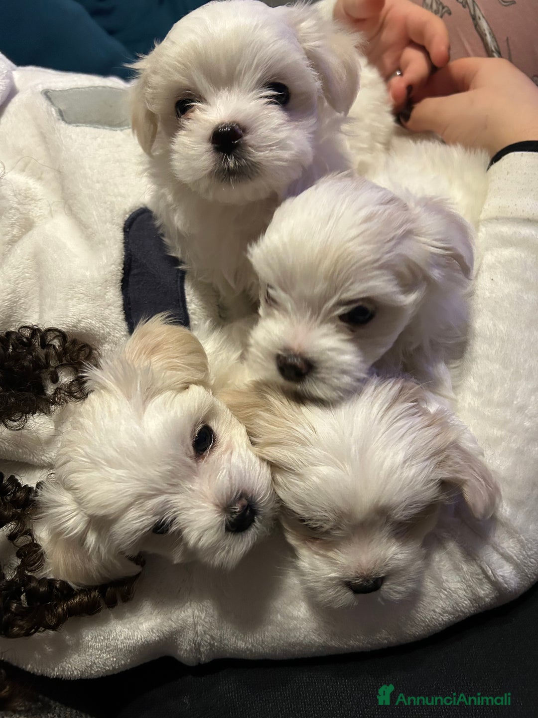 Maltese cani in vendita: Cuccioli Maltesi: Piccoli Tesori in Cerca di Casa - Annuncio 12
