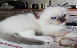 Ragdoll gatti in vendita: Cuccioli Ragdoll a Provincia di Bergamo - Immagine 10