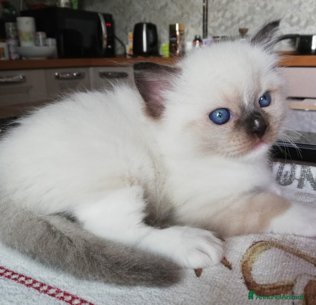 Ragdoll gatti in vendita: Cuccioli Ragdoll a Provincia di Bergamo - Immagine 10