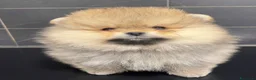 Spitz cani in vendita: Pomerania Spitz nano  - Annuncio 2