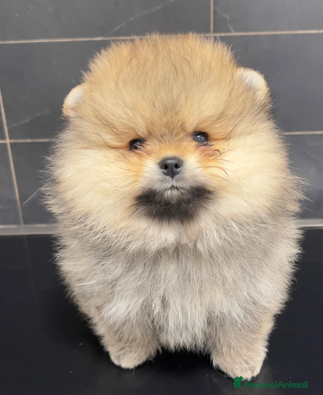 Spitz cani in vendita: Pomerania Spitz nano  - Annuncio 2