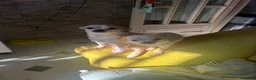 Chihuahua cani in vendita: 2 chihuahua maschi bianco e beige - Annuncio 4