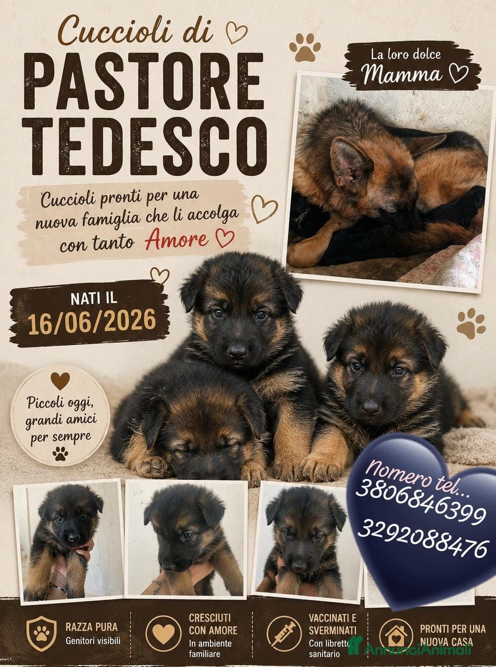 Pastore Tedesco cani Cuccioli pastore tedesco  - Annuncio 1