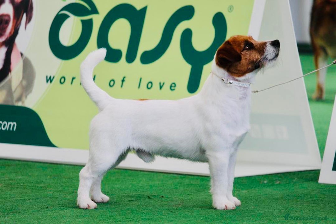 Immagine della galleria {{count}}