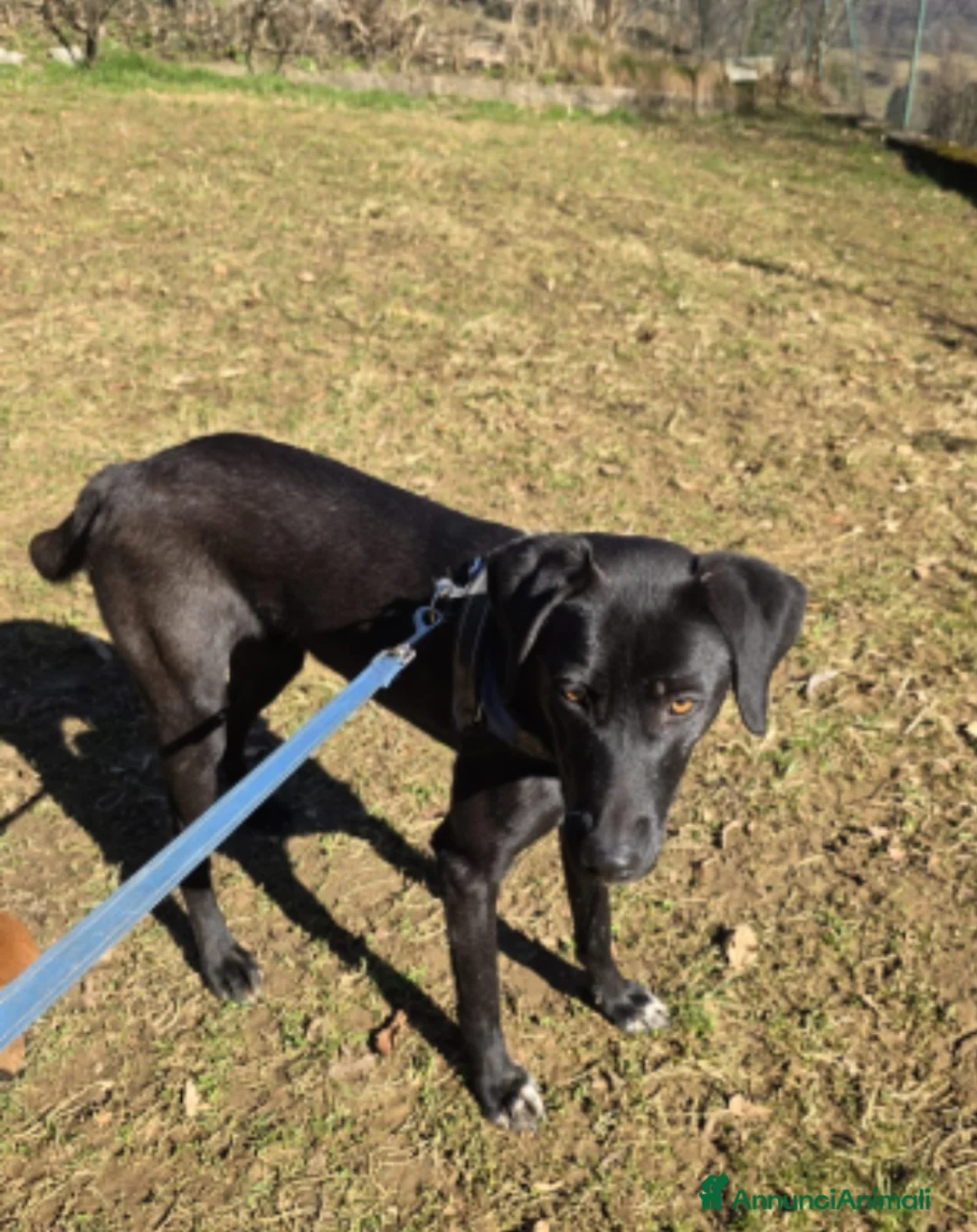 Meticcio gatti in regalo: Becky 15mesi tg media salvata mesi fa  BERGAMO - Annuncio 2