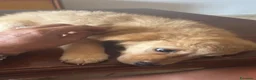 Barboncino cani in vendita: Cuccioli - Annuncio 3