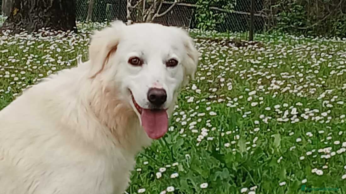 Meticcio cani LUCIA STA CERCANDO L'AMORE VERO, IN ADOZIONE - Annuncio 22