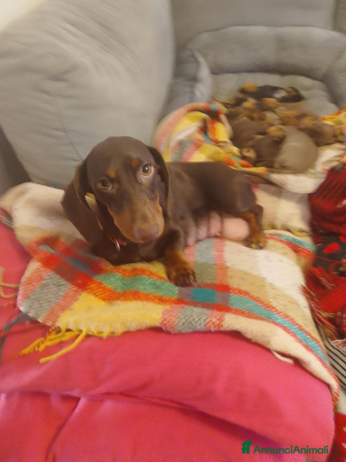 Bassotto cani in vendita: Cuccioli Bassotti bellissimi - Annuncio 1