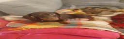 Bassotto cani in vendita: Cuccioli Bassotti bellissimi - Annuncio 1