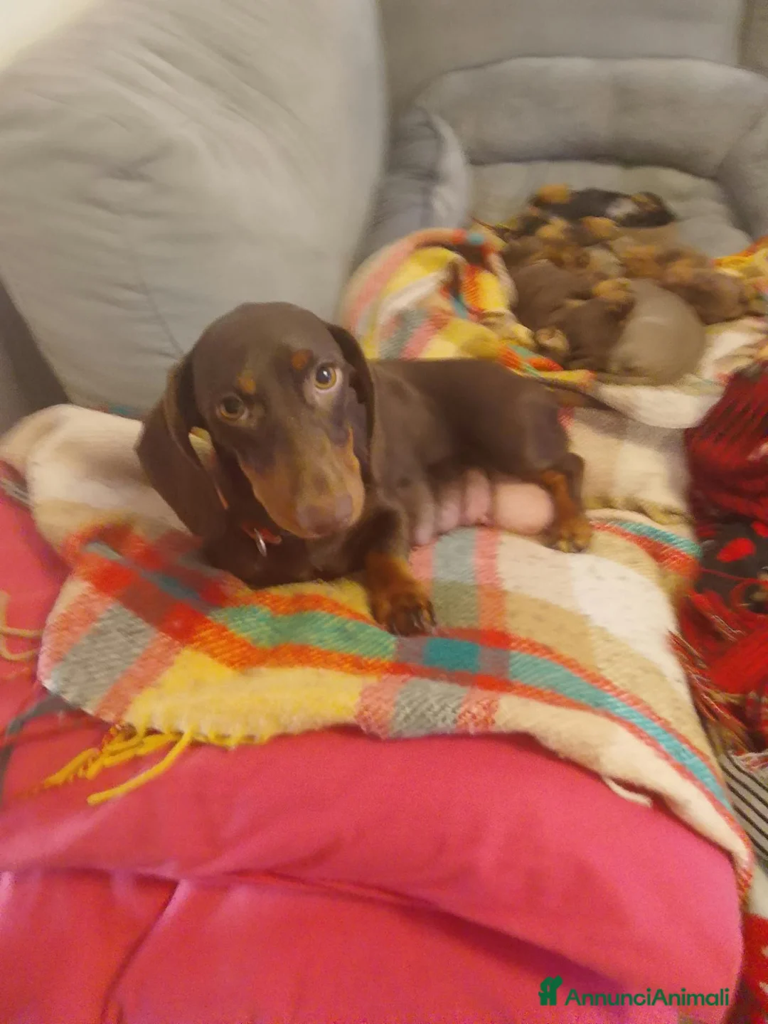 Bassotto cani in vendita: Cuccioli Bassotti bellissimi - Annuncio 1