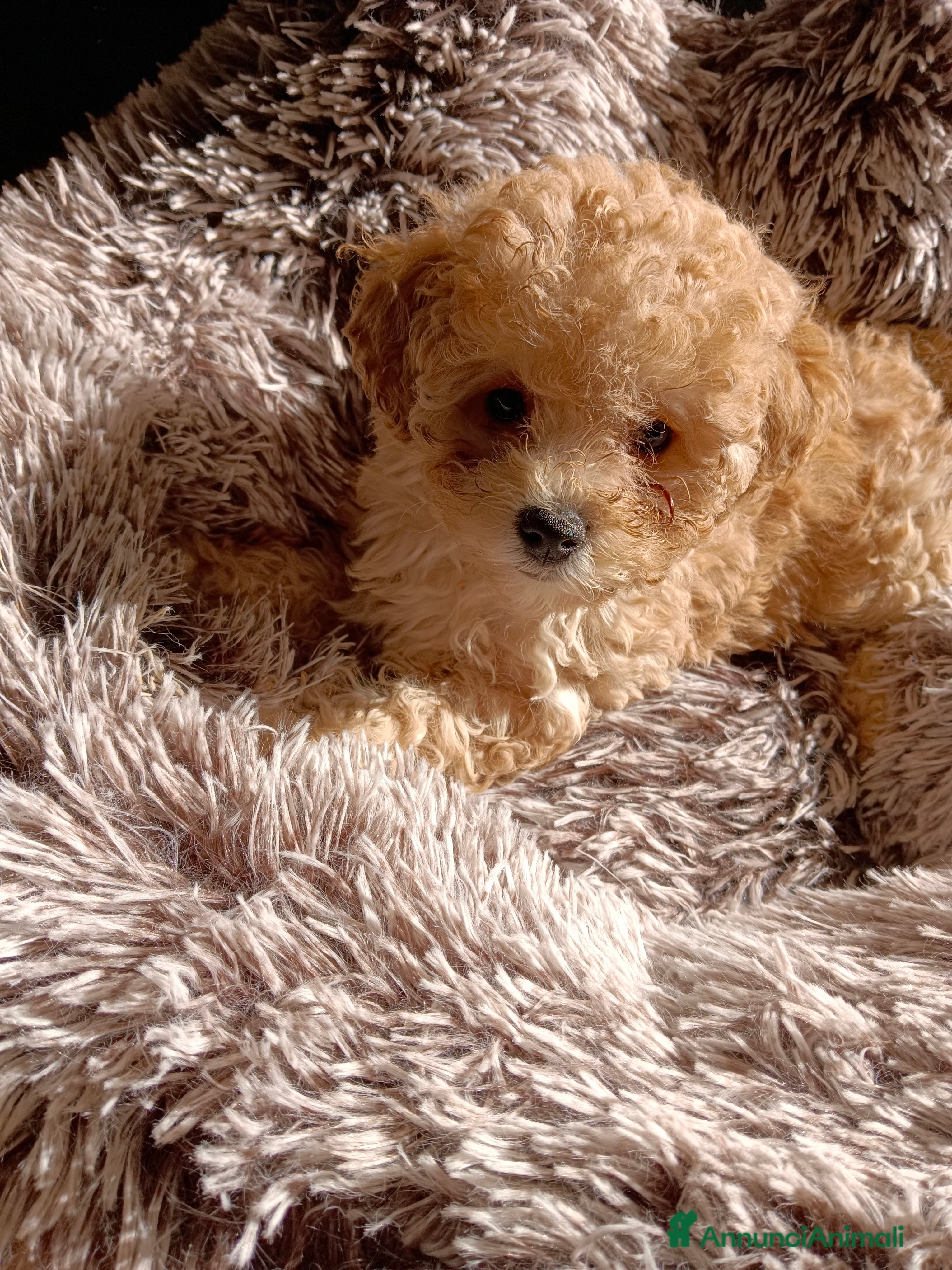 Barboncino Toy cani BARBONCINO TOY - Annuncio 11