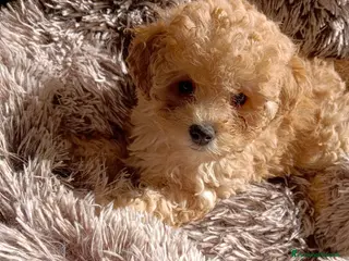 Barboncino Toy cani BARBONCINO TOY - Annuncio 11