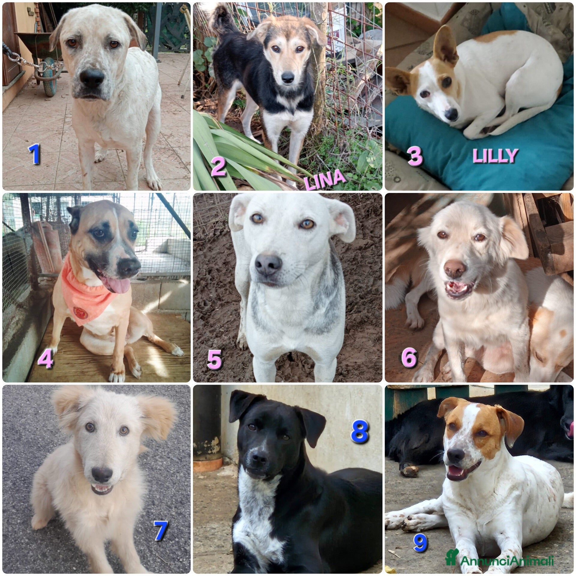 Meticcio gatti UNA FAMIGLIA PER NATALE - Annuncio 1