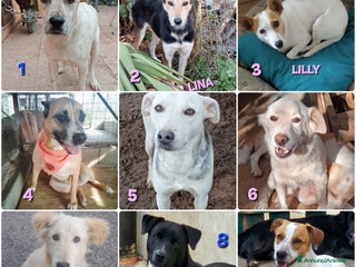 Meticcio gatti UNA FAMIGLIA PER NATALE - Annuncio 1