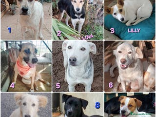 Meticcio gatti UNA FAMIGLIA PER NATALE - Annuncio 26