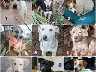 Meticcio gatti UNA FAMIGLIA PER NATALE - Annuncio 34