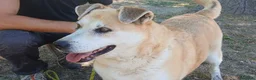 Meticcio cani in regalo: DEA CERCHIAMO IL MIRACOLO, IN ADOZIONE - Annuncio 3