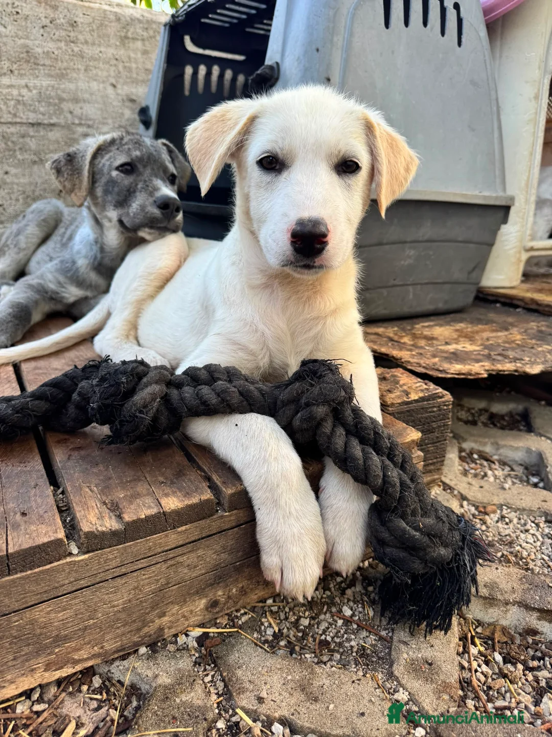 Meticcio cani in regalo: Albin a Provincia di Ferrara - Annuncio 4