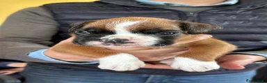Boxer Cucciolo 3