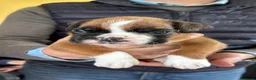 Boxer cani in vendita: 5 maschi fulvi - Annuncio 6