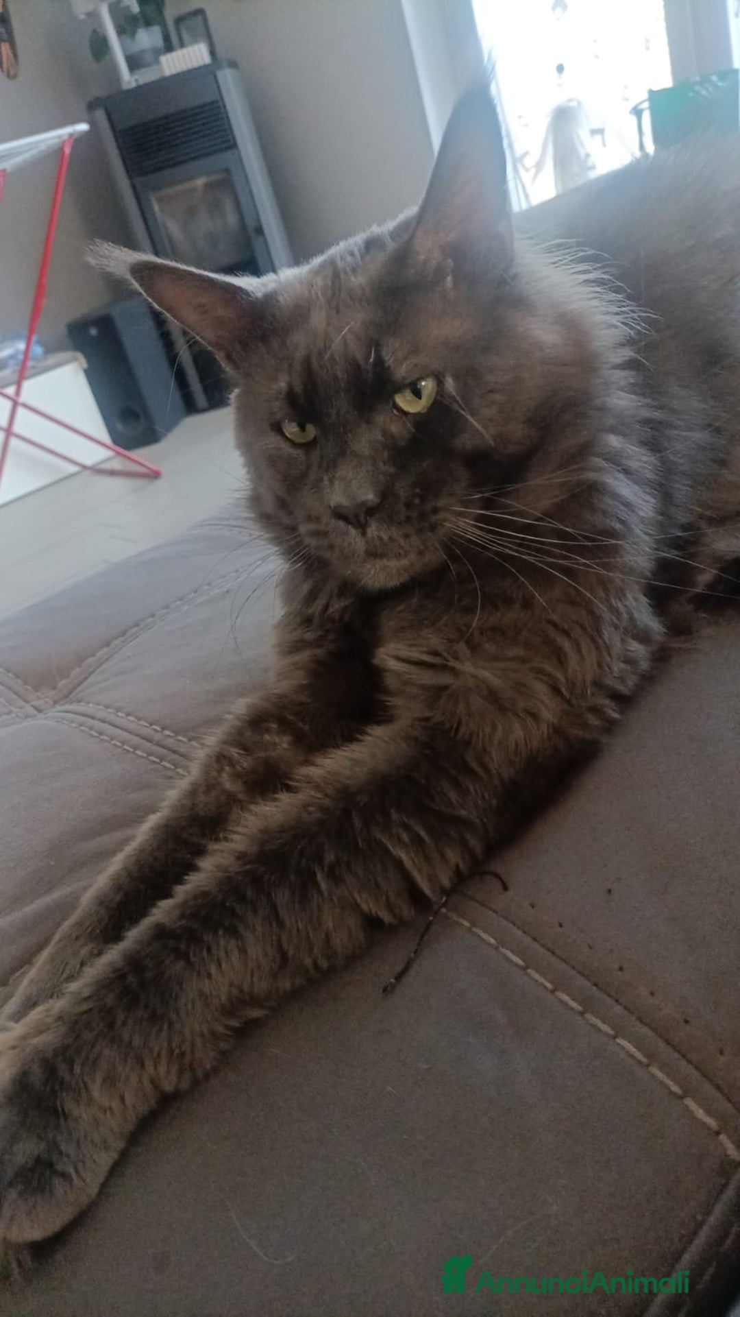 Maine Coon gatti in regalo: Gatto Maine coon in adozione  - Annuncio 2