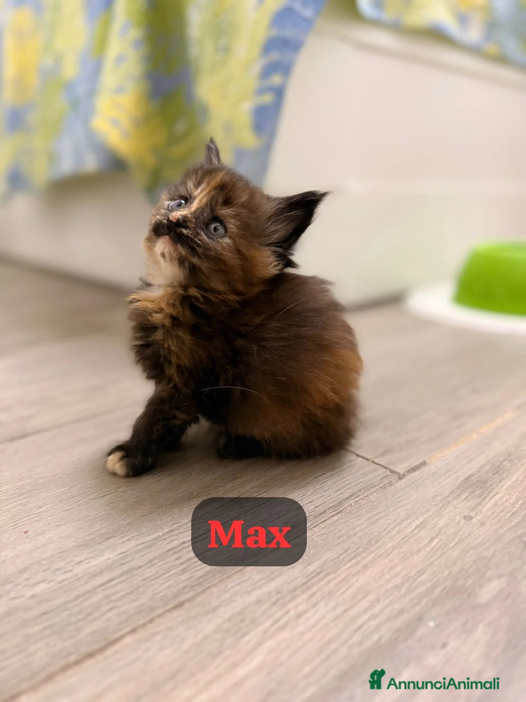 Maine Coon gatti in vendita: Cuccioli di Maine Coon disponibili - Annuncio 6