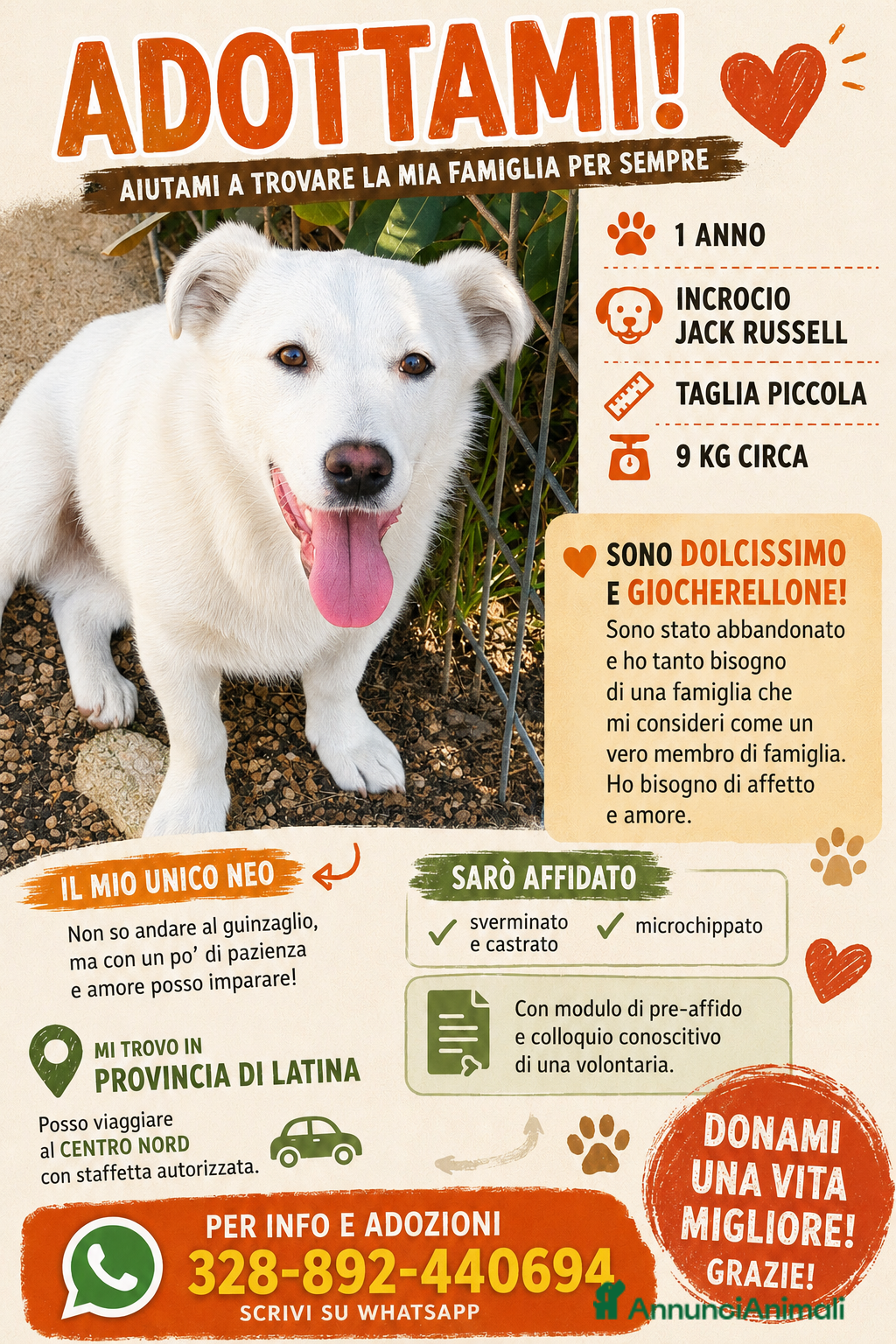 Jack Russell cani in regalo: Cagnolino incrocio jack russel  - Annuncio 1