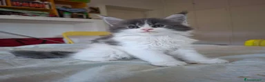 Maine Coon 2