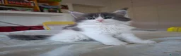 Maine Coon gatti in vendita: Cuccioli di maine coon - Annuncio 4