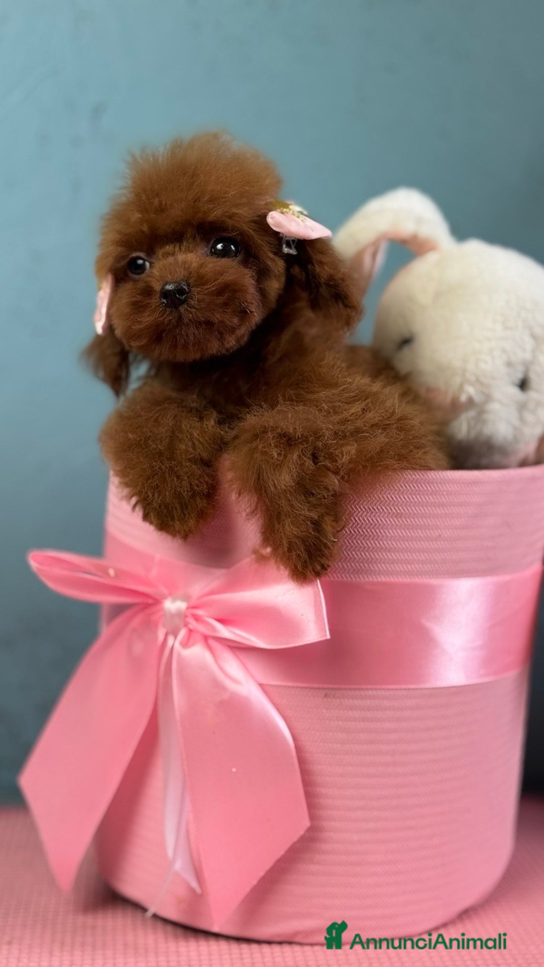Barboncino Toy cani in vendita: Barboncino Toy FCI – femmina nata il 04/06/2025 - Annuncio 4