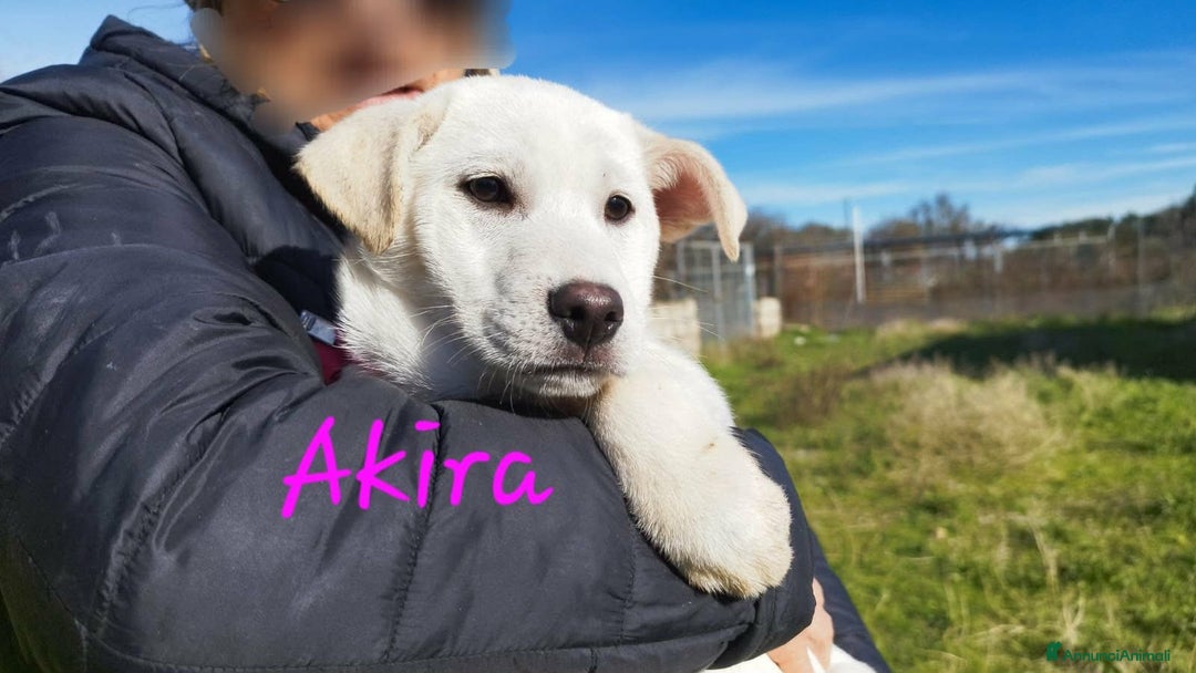 Meticcio cani in regalo: Akira mix akita in adozione  - Annuncio 4