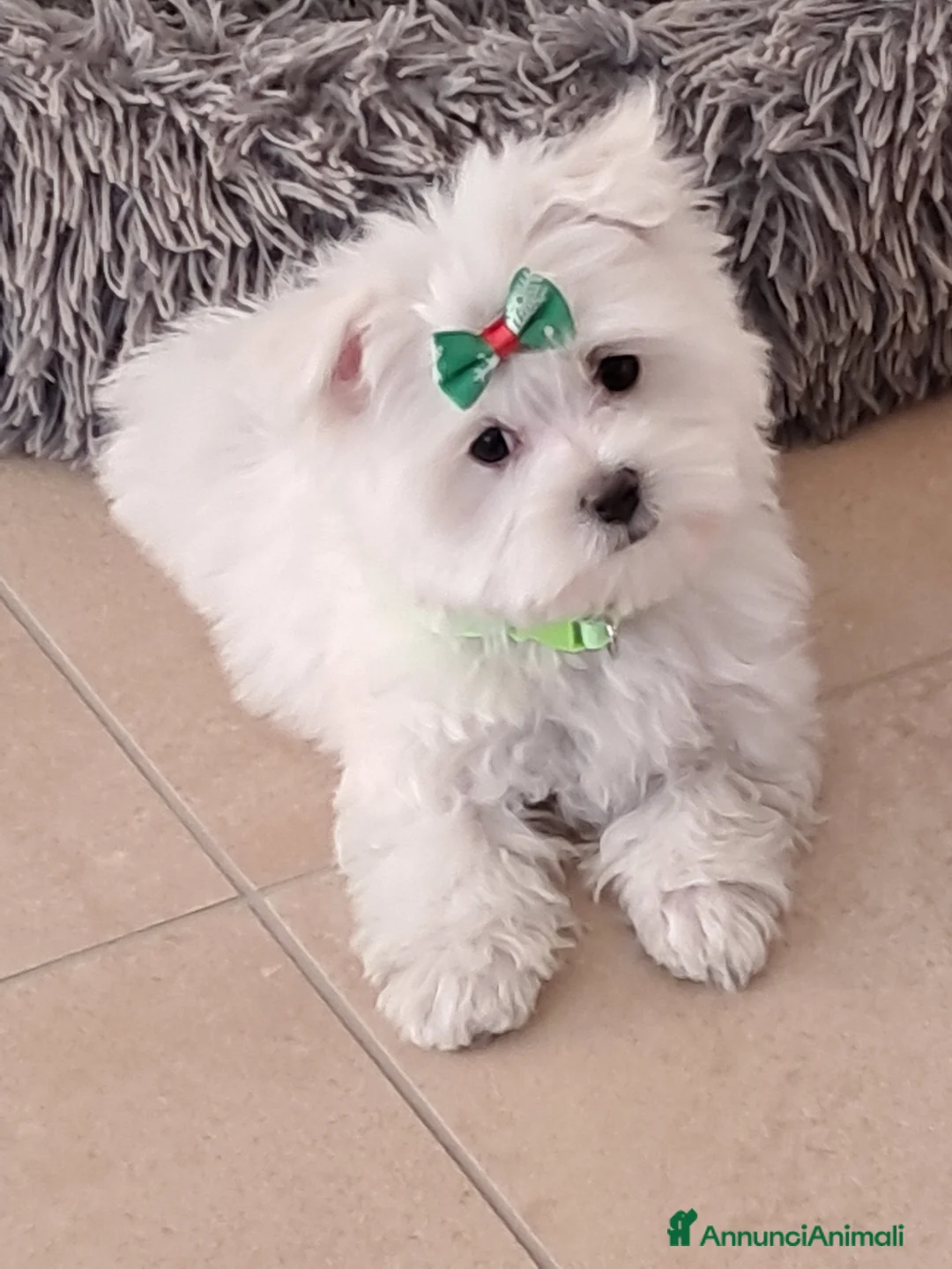 Maltese cani in vendita: Maltese  - Annuncio 4