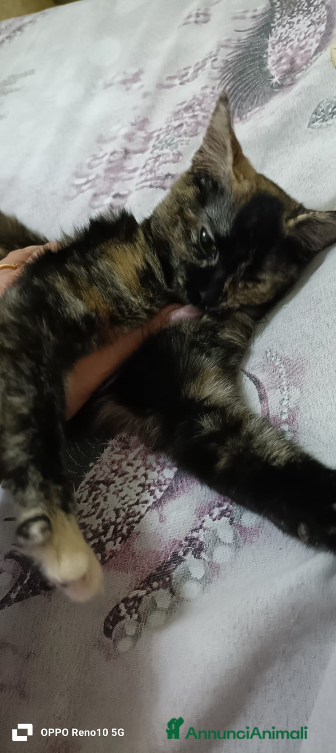 Altre razze gatti in regalo: GATTINA - Annuncio 1