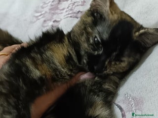 Altre razze gatti GATTINA - Annuncio 1