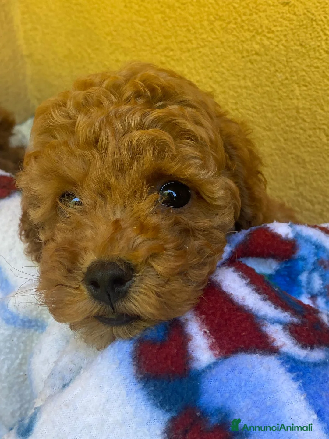 Barboncino cani in vendita: Barboncino pedigree ENCI  - Annuncio 2