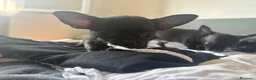 Chihuahua cani in vendita: Cucciola di Chihuahua femmina - Annuncio 3