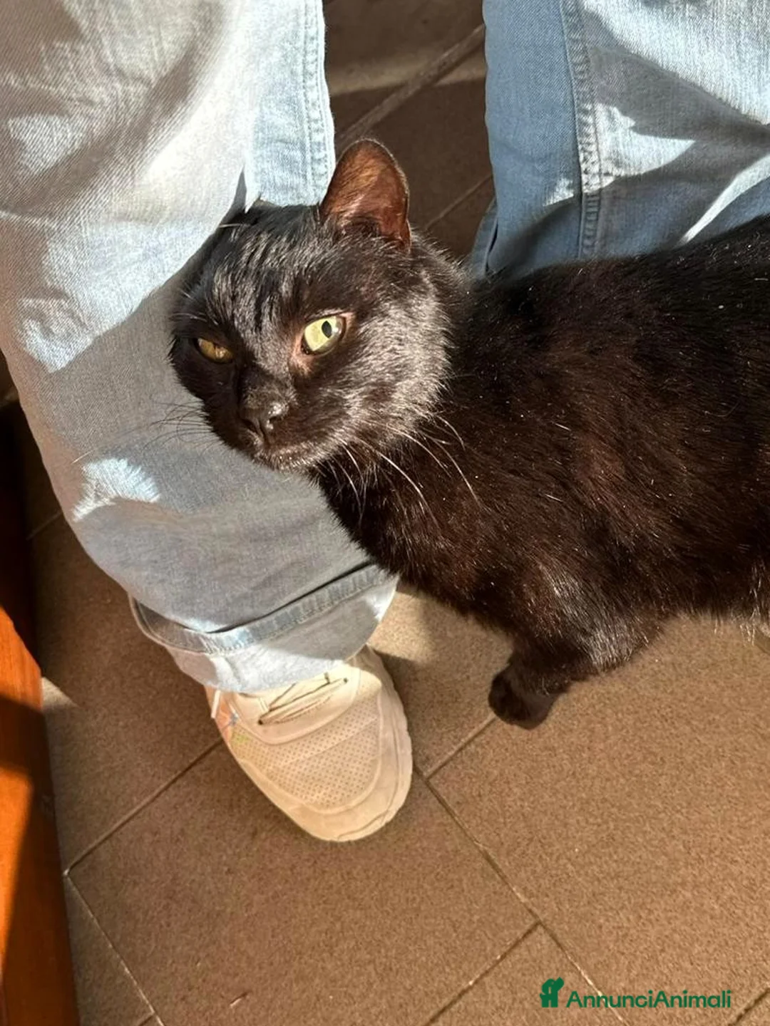 Europeo gatti in regalo: Geronimo dolce panterino  - Annuncio 1