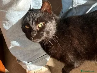 Europeo gatti Geronimo dolce panterino - Annuncio 3