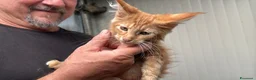 Maine Coon gatti in vendita: Maschietto rosso di maine coon - Annuncio 14