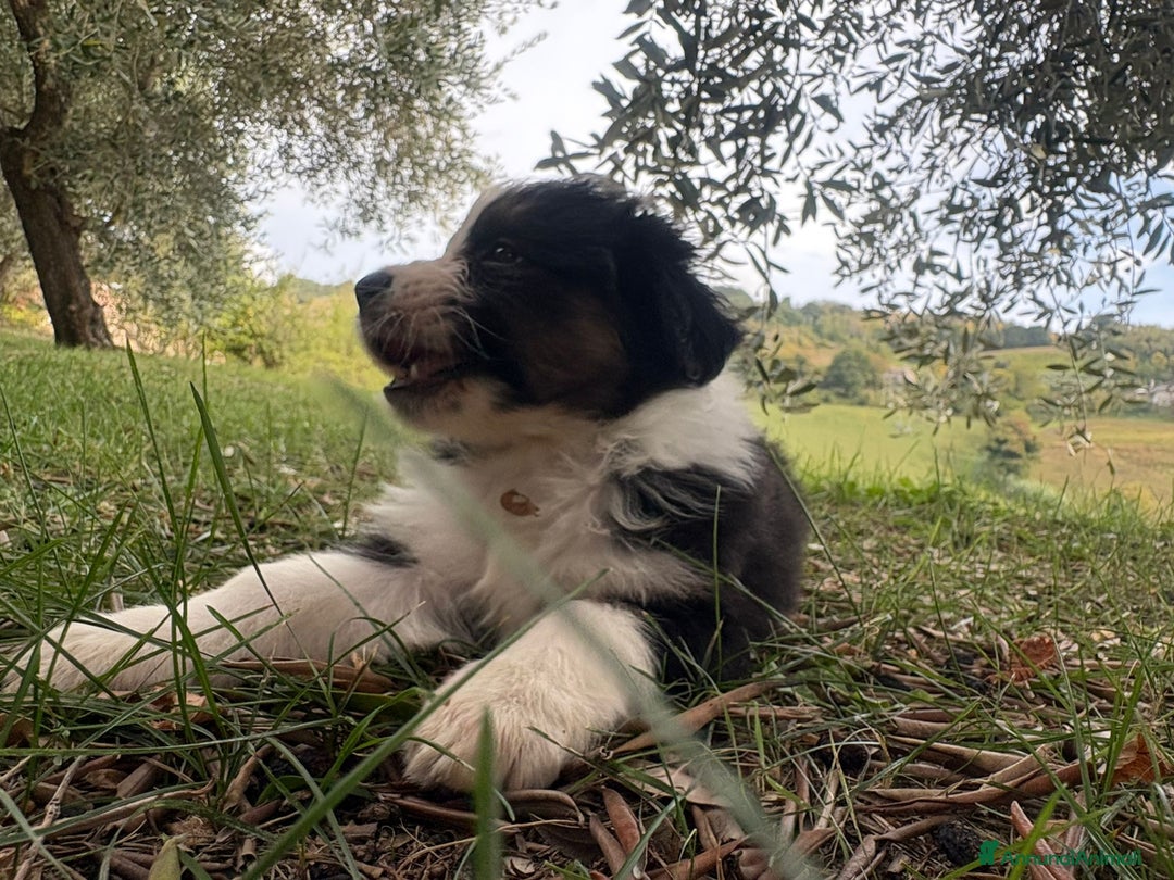 Australian Shepherd cani in vendita: Cuccioli di pastore australiano con pedigree  - Annuncio 5