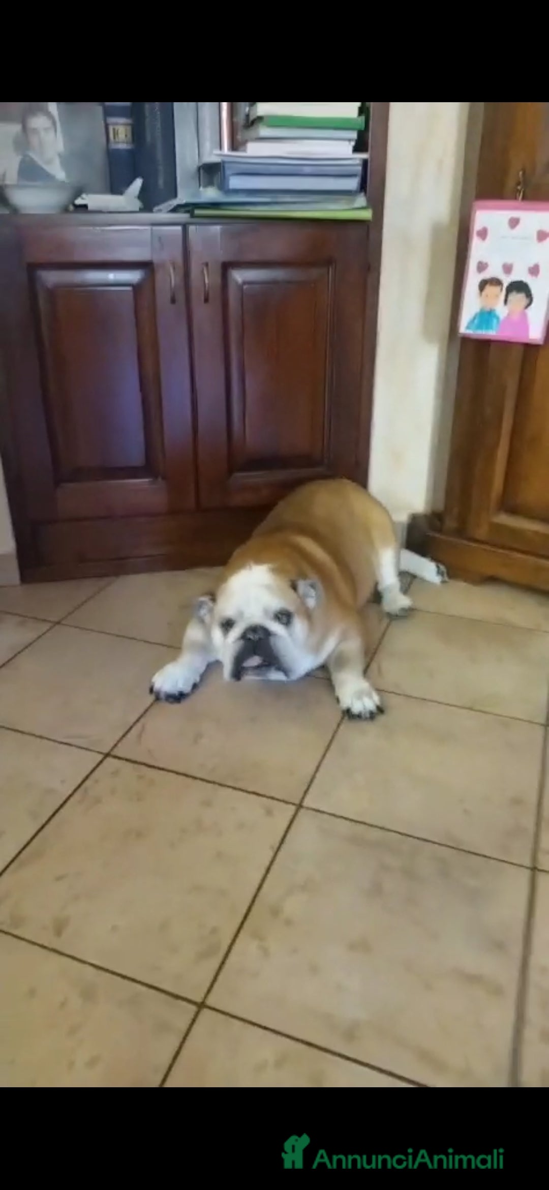 Bulldog cani in regalo: NONNA SHAKIRA CERCA IL SUO ANGELO, IN ADOZIONE - Annuncio 4