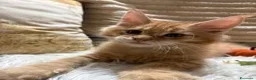 Maine Coon gatti in vendita: Cucciolo Maine coon red tabby - Annuncio 2