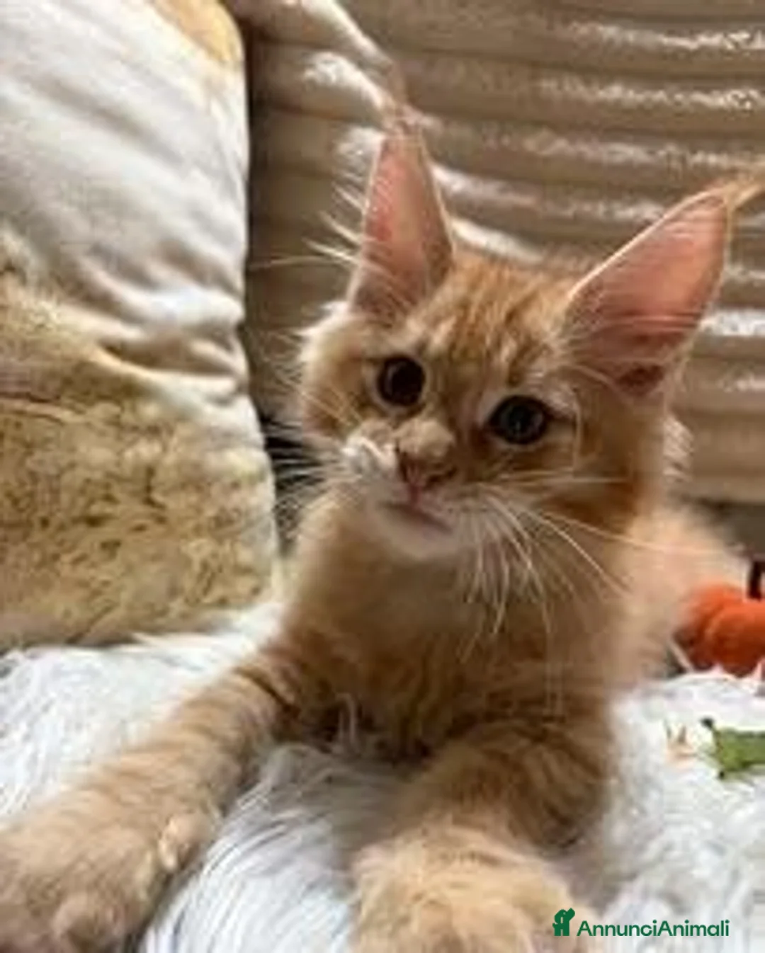 Maine Coon gatti in vendita: Cucciolo Maine coon red tabby - Annuncio 2