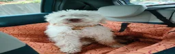 Lagotto cani in vendita: Vendo cucciolo di Lagotto romagnolo - Annuncio 3